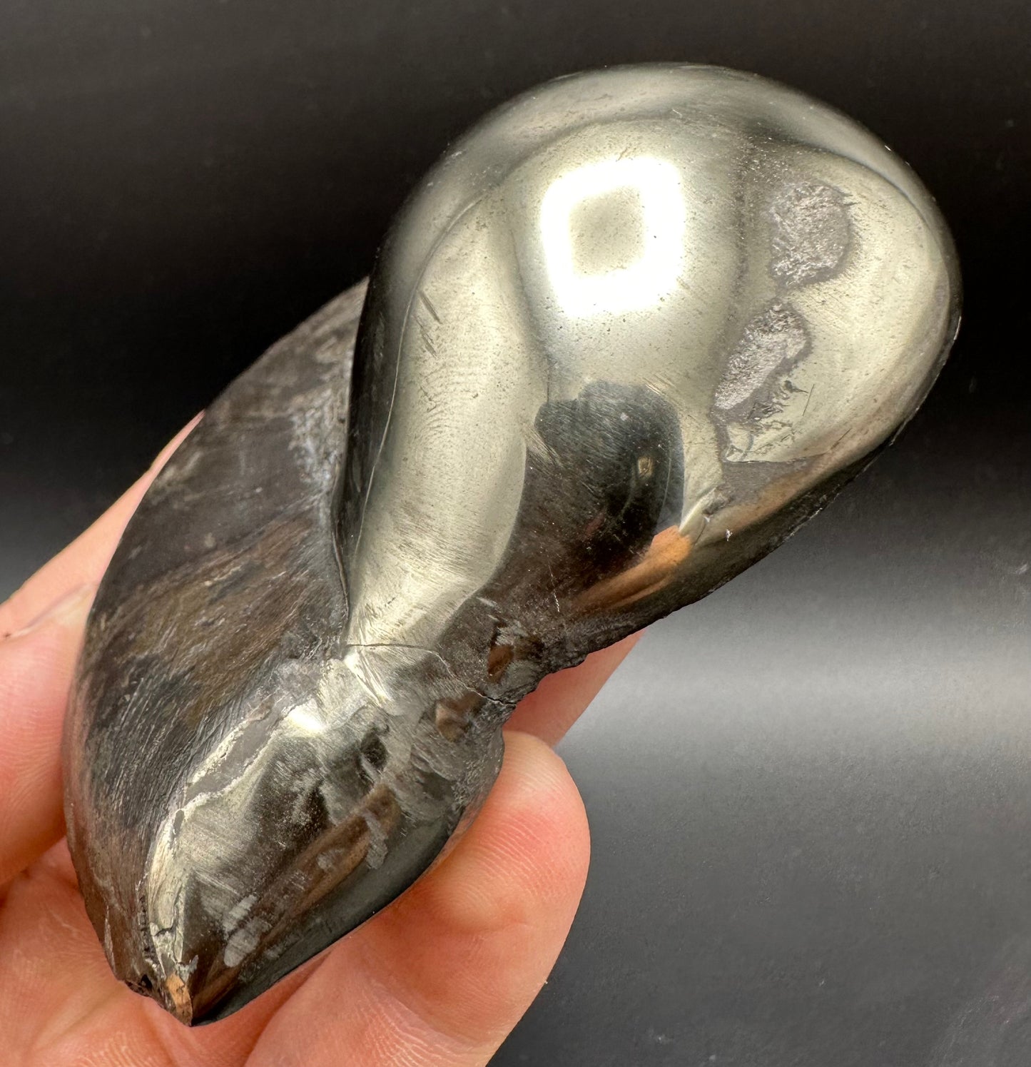 Golden Egg (GENUINE) Ammonite Fossil With Stand - Whitby, North Yorkshire Jurassic Coast Yorkshire Fossils