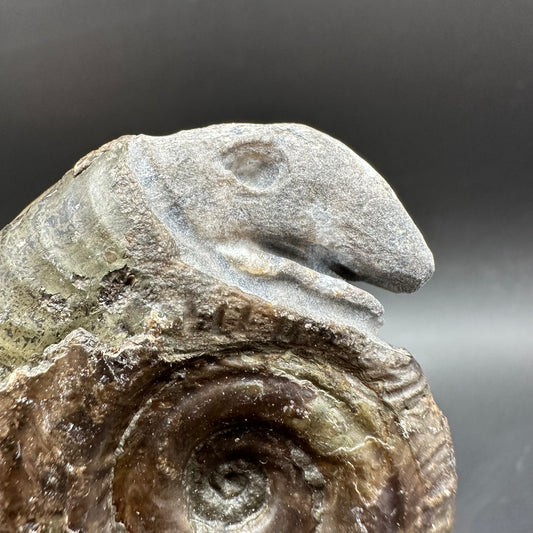 Snakestone Ammonite Fossil With Bag/Box And Stand - Whitby, North Yorkshire Jurassic Coast Yorkshire Fossils