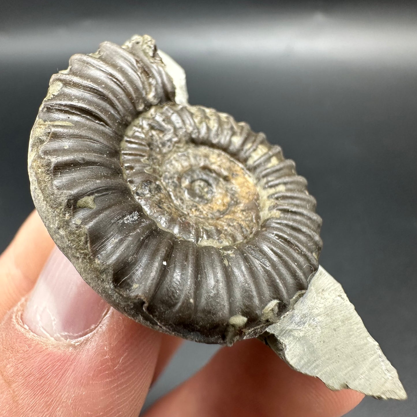 Arnioceras ammonite shell fossil - Whitby, North Yorkshire Jurassic Coast Yorkshire Fossils