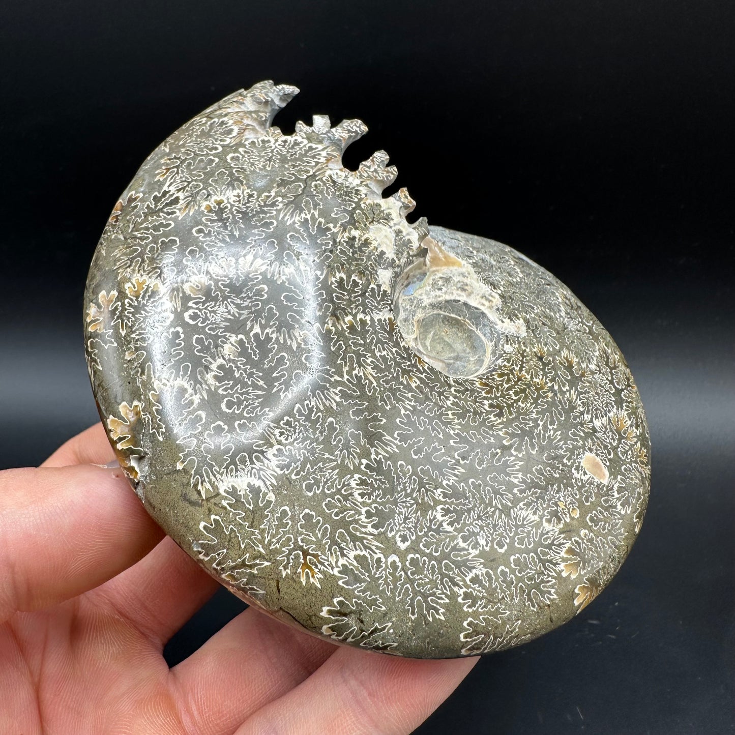 Cleoniceras Ammonite Fossil With Box And Stand - Cretaceous Ammonite Madagascar