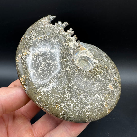 Cleoniceras Ammonite Fossil With Box And Stand - Cretaceous Ammonite Madagascar