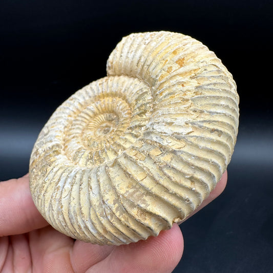 Dichotomosphinctes Ammonite Fossil With Box And Stand - Middle Jurassic Ammonite Madagascar