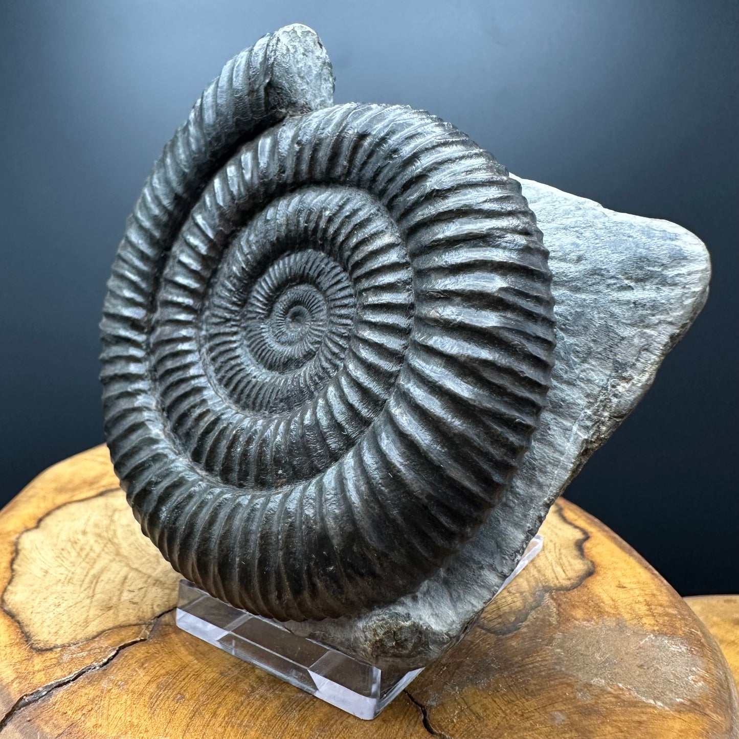 Dactylioceras Ammonite Fossil With box and Stand - Whitby, North Yorkshire Jurassic Coast Yorkshire Fossils
