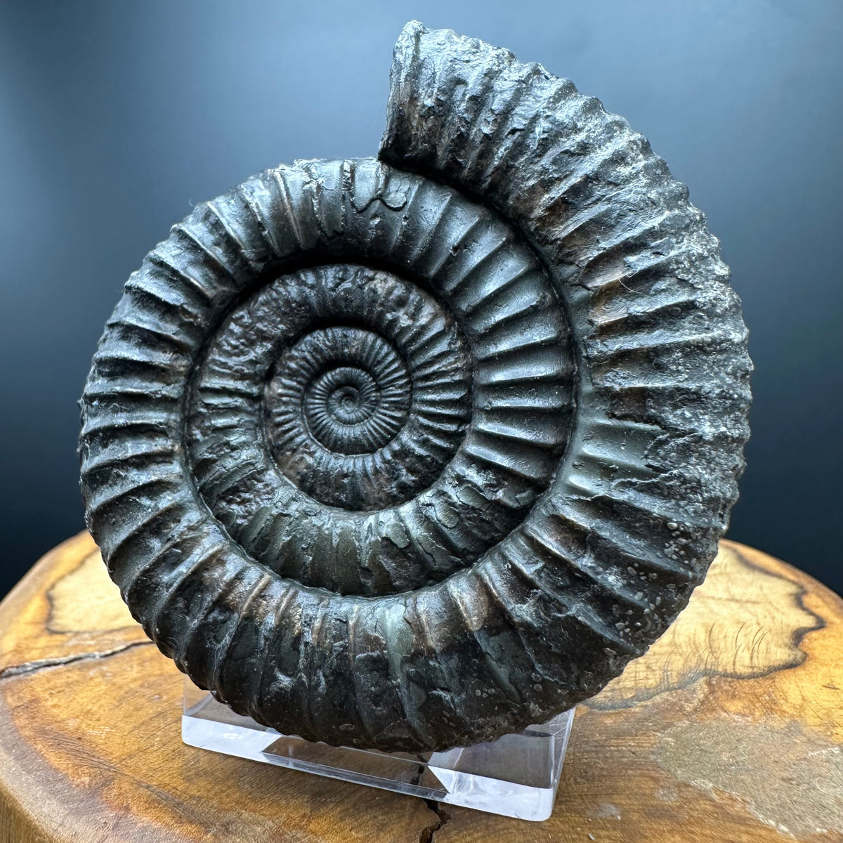 Dactylioceras Ammonite Fossil With box and Stand - Whitby, North Yorkshire Jurassic Coast Yorkshire Fossils
