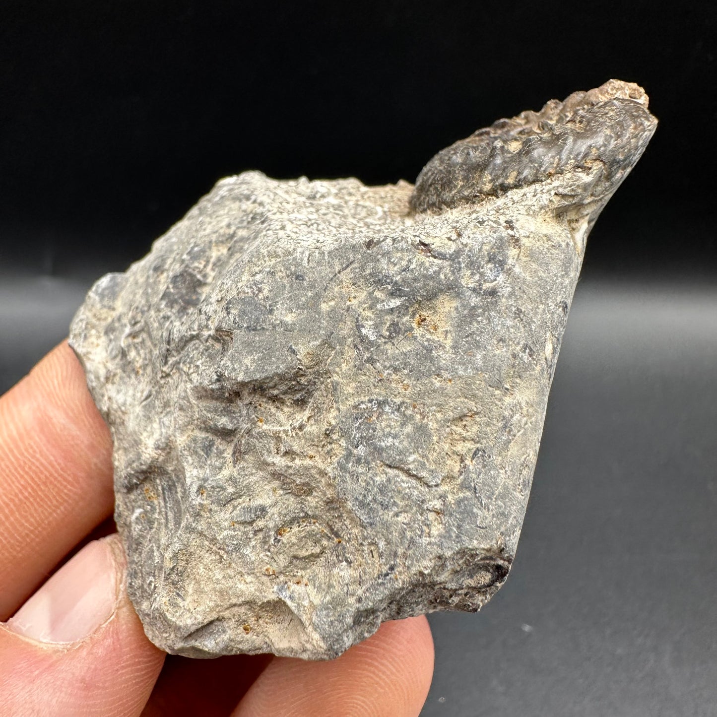 Amaltheus subnodosus Ammonite fossil with box and stand - Whitby, North Yorkshire Jurassic Coast Yorkshire Fossils