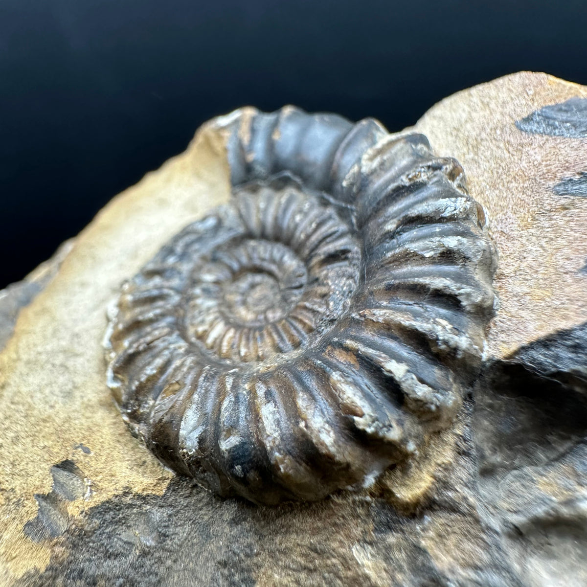 Androgynoceras capricornus Ammonite Fossil With Stand - Whitby, North Yorkshire Jurassic Coast Yorkshire Fossils