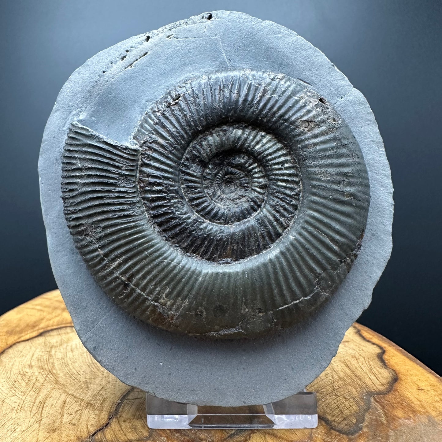 Dactylioceras semicelatum Ammonite fossil with stand - Whitby, North Yorkshire Jurassic Coast Yorkshire Fossils