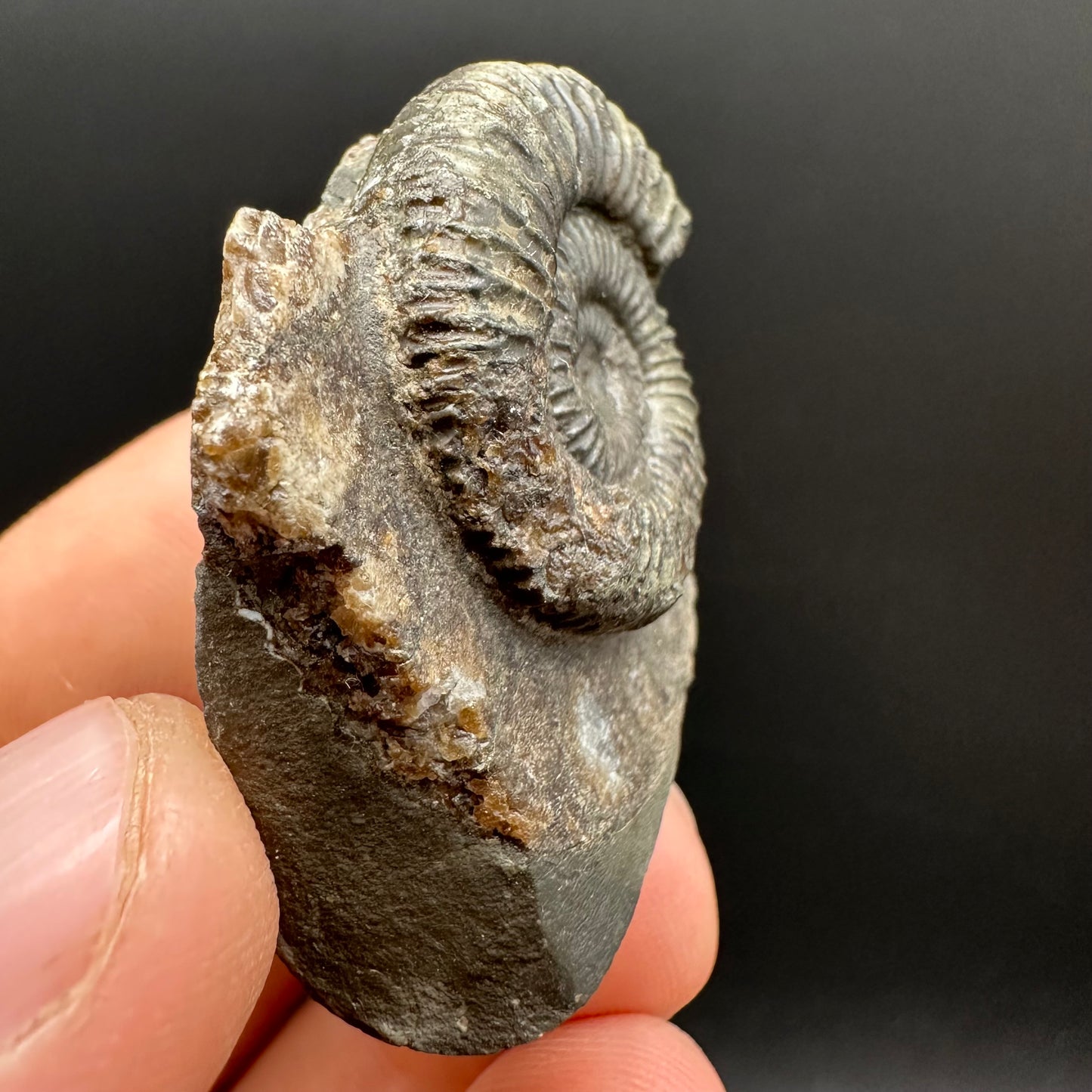 Dactylioceras Ammonite Fossil Gift Set - Whitby, North Yorkshire Jurassic Coast Yorkshire Fossils