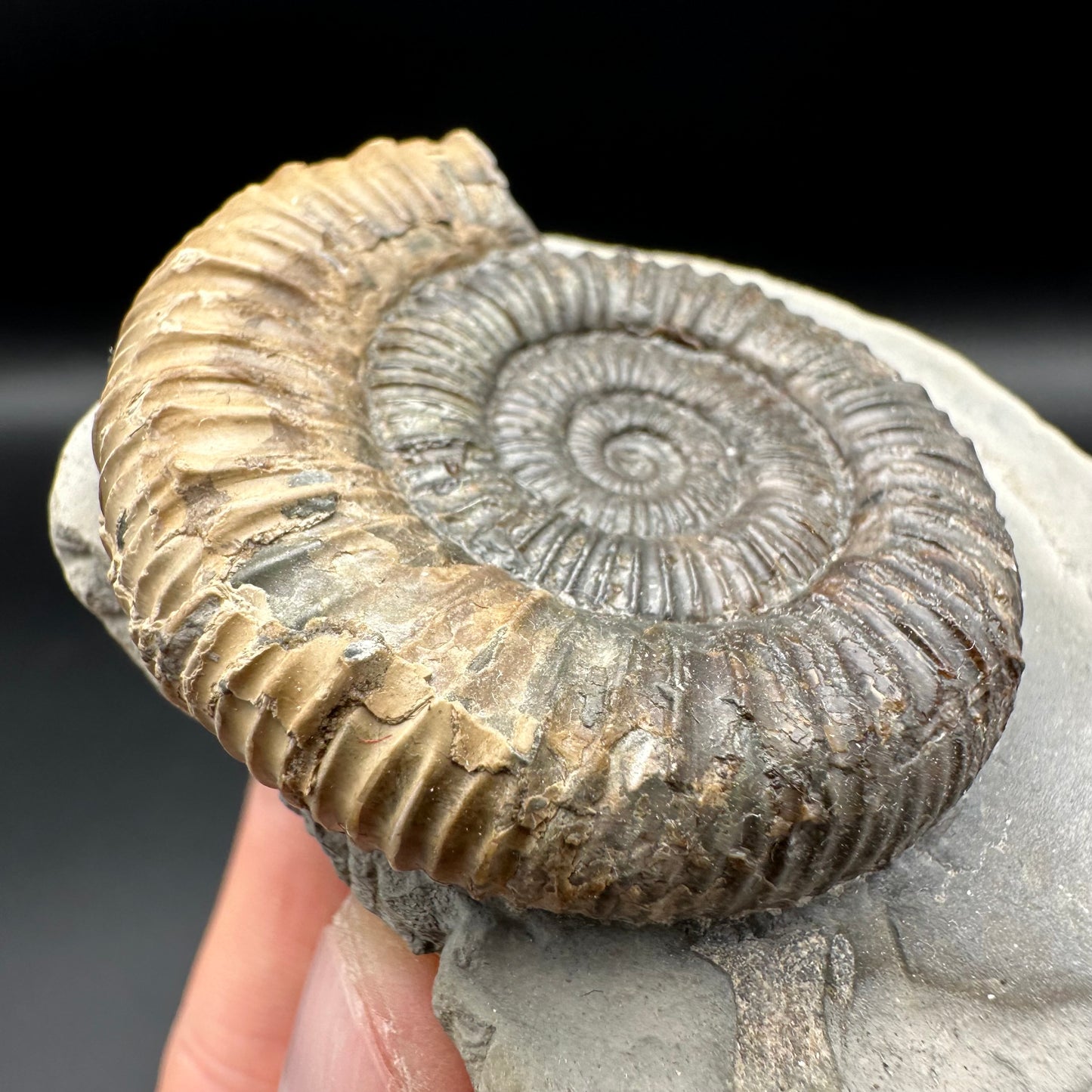 Dactylioceras Ammonite Fossil With Box And Stand - Whitby, North Yorkshire Jurassic Coast Yorkshire Fossils