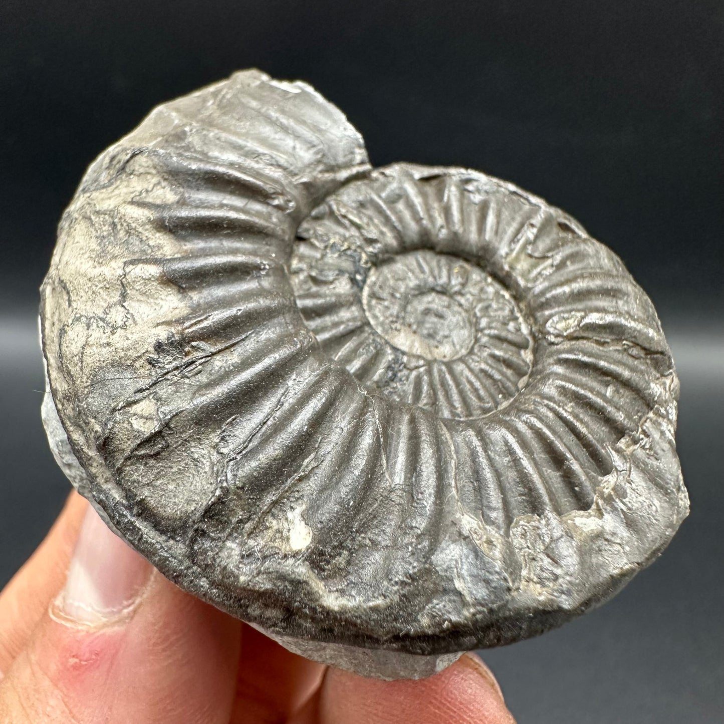 Asteroceras Ammonite fossil with box and stand - Whitby, North Yorkshire Jurassic Coast Yorkshire Fossils