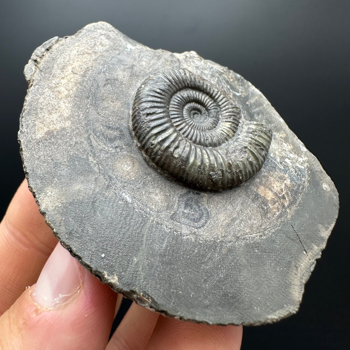 Dactylioceras Ammonite Fossil With box and Stand - Whitby, North Yorkshire Jurassic Coast Yorkshire Fossils