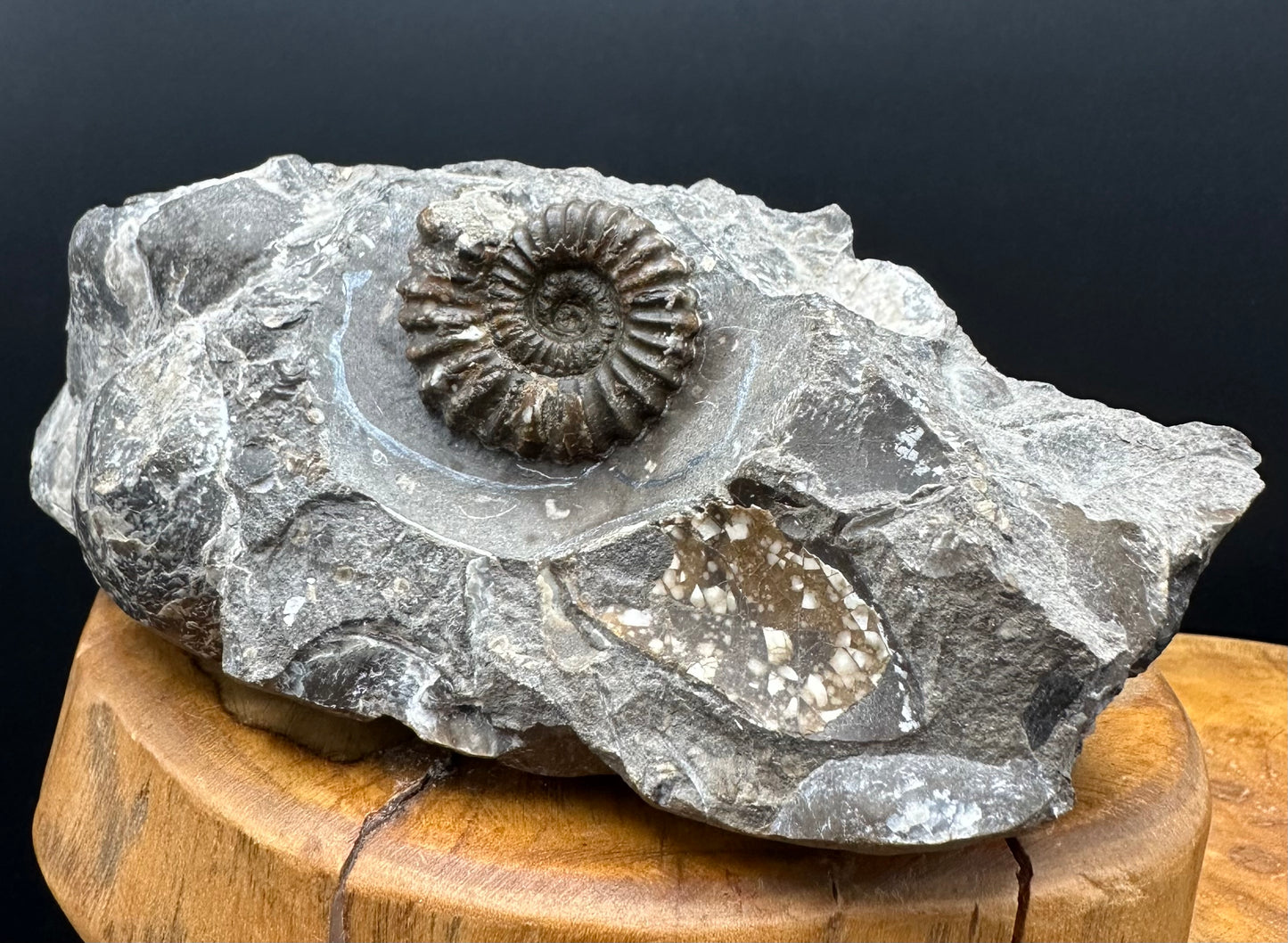 Androgynoceras capricornus Ammonite Fossil With Stand - Whitby, North Yorkshire Jurassic Coast Yorkshire Fossils