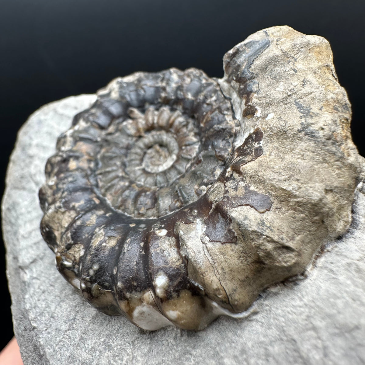 Androgynoceras maculatum ammonite fossil with box and stand - Whitby, North Yorkshire Jurassic Coast Yorkshire Fossils