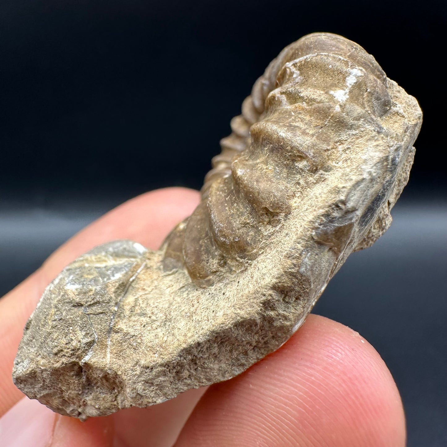 Androgynoceras capricornus Ammonite fossil with box and stand - Whitby, North Yorkshire Jurassic Coast Yorkshire Fossils