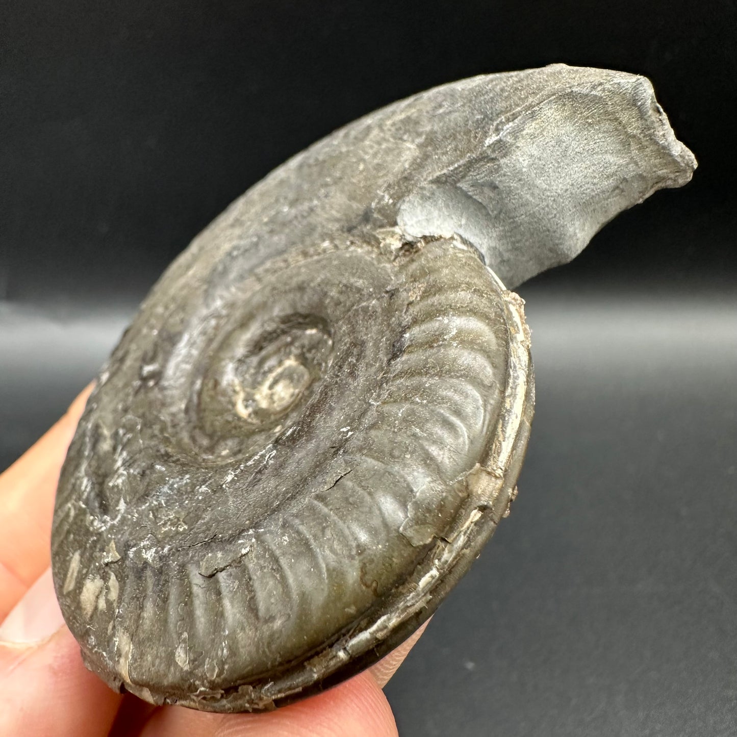 Hildoceras semipolitum Ammonite fossil with box and stand - Whitby, North Yorkshire Jurassic Coast, Yorkshire Fossils from the Jurassic Coast