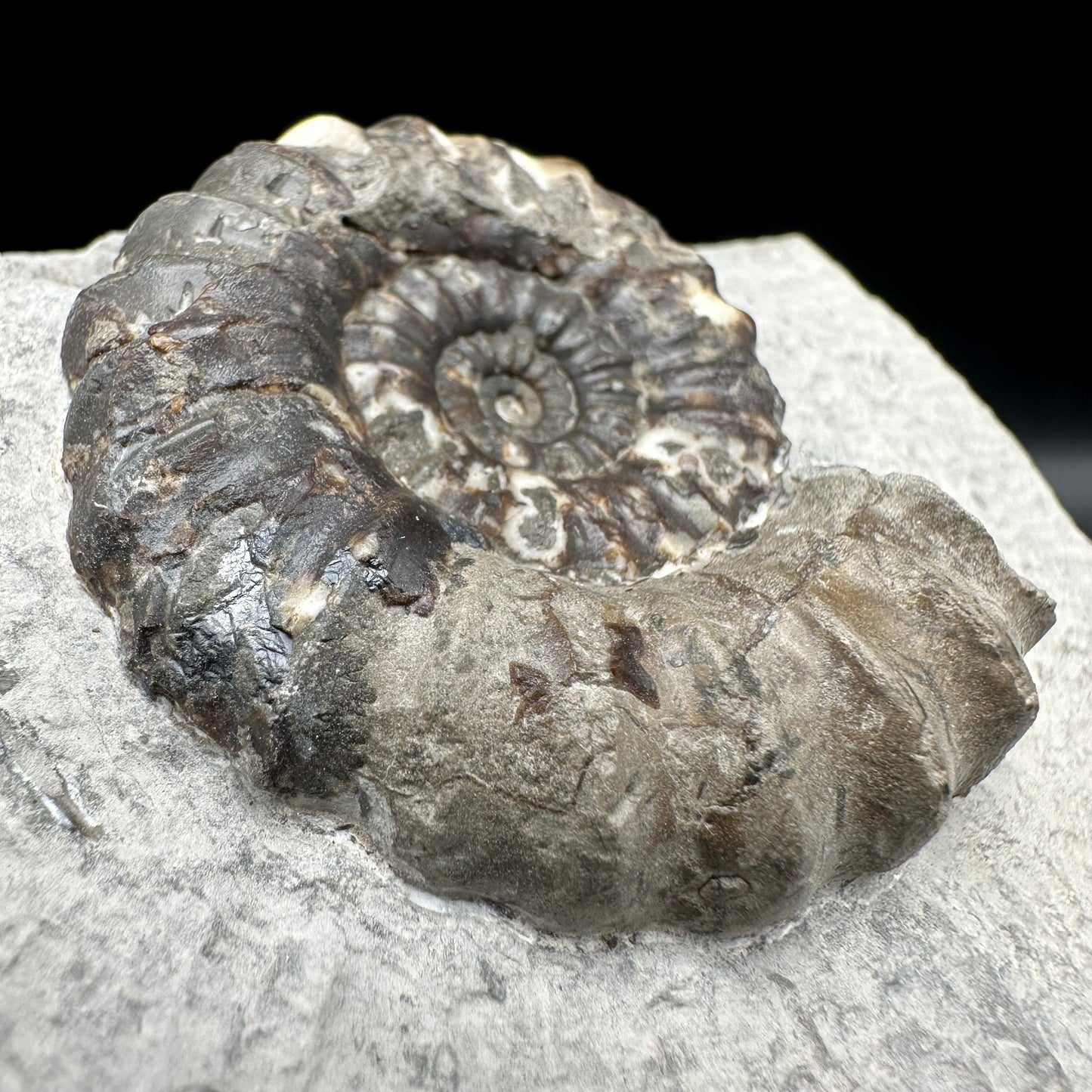 Androgynoceras maculatum Ammonite fossil with gift box and stand - Whitby, North Yorkshire Jurassic Coast Yorkshire Fossils