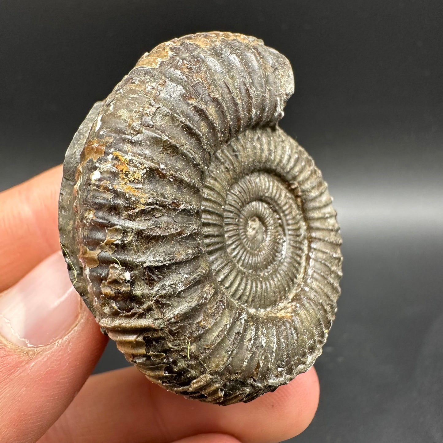 Dactylioceras Ammonite Fossil With Box And Stand - Whitby, North Yorkshire Jurassic Coast Yorkshire Fossils
