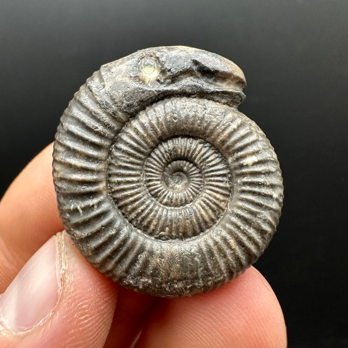 Snakestone Ammonite Fossil With Bag/Box And Stand - Whitby, North Yorkshire Jurassic Coast Yorkshire Fossils