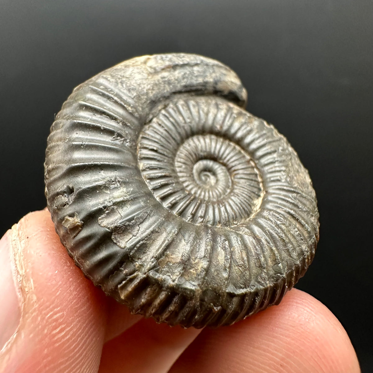 Snakestone Ammonite Fossil With Bag/Box And Stand - Whitby, North Yorkshire Jurassic Coast Yorkshire Fossils