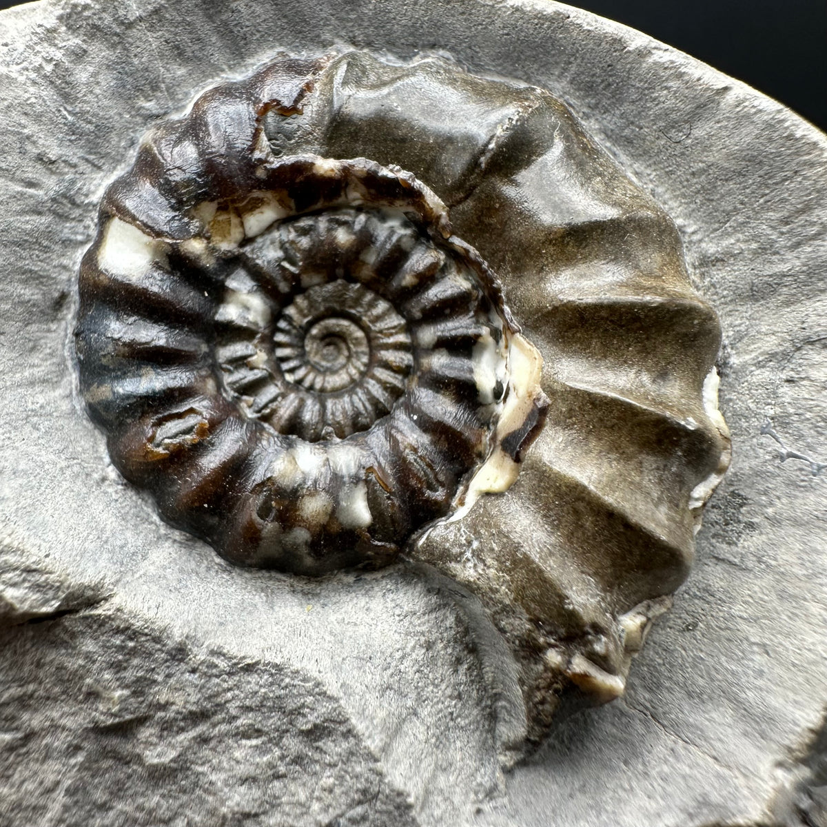 Androgynoceras maculatum ammonite fossil with stand - Whitby, North Yorkshire Jurassic Coast Yorkshire Fossils