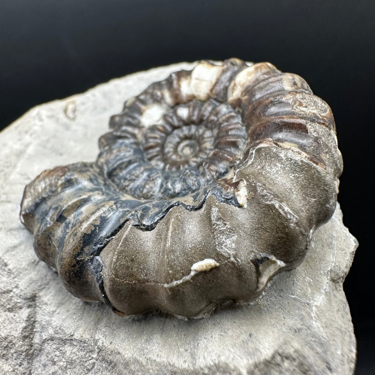 Androgynoceras maculatum ammonite fossil with box and stand - Whitby, North Yorkshire Jurassic Coast Yorkshire Fossils