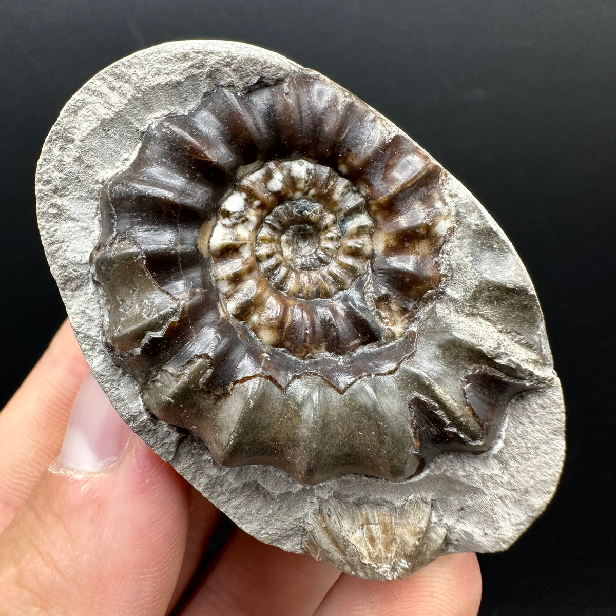 Androgynoceras maculatum ammonite fossil with box and stand - Whitby, North Yorkshire Jurassic Coast Yorkshire Fossils