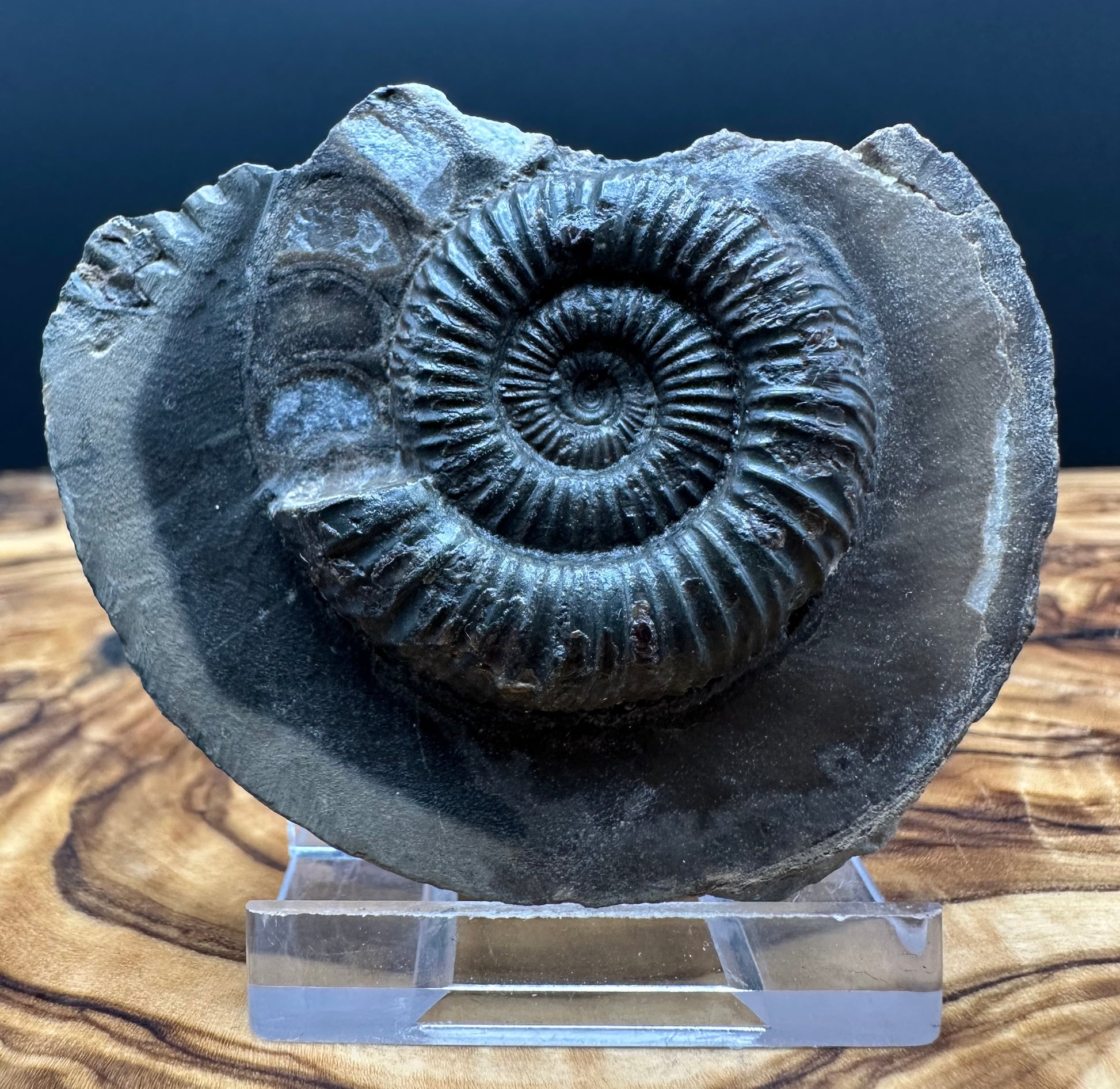 Genuine Yorkshire ammonite fossil for sale – Whitby Jurassic specimen