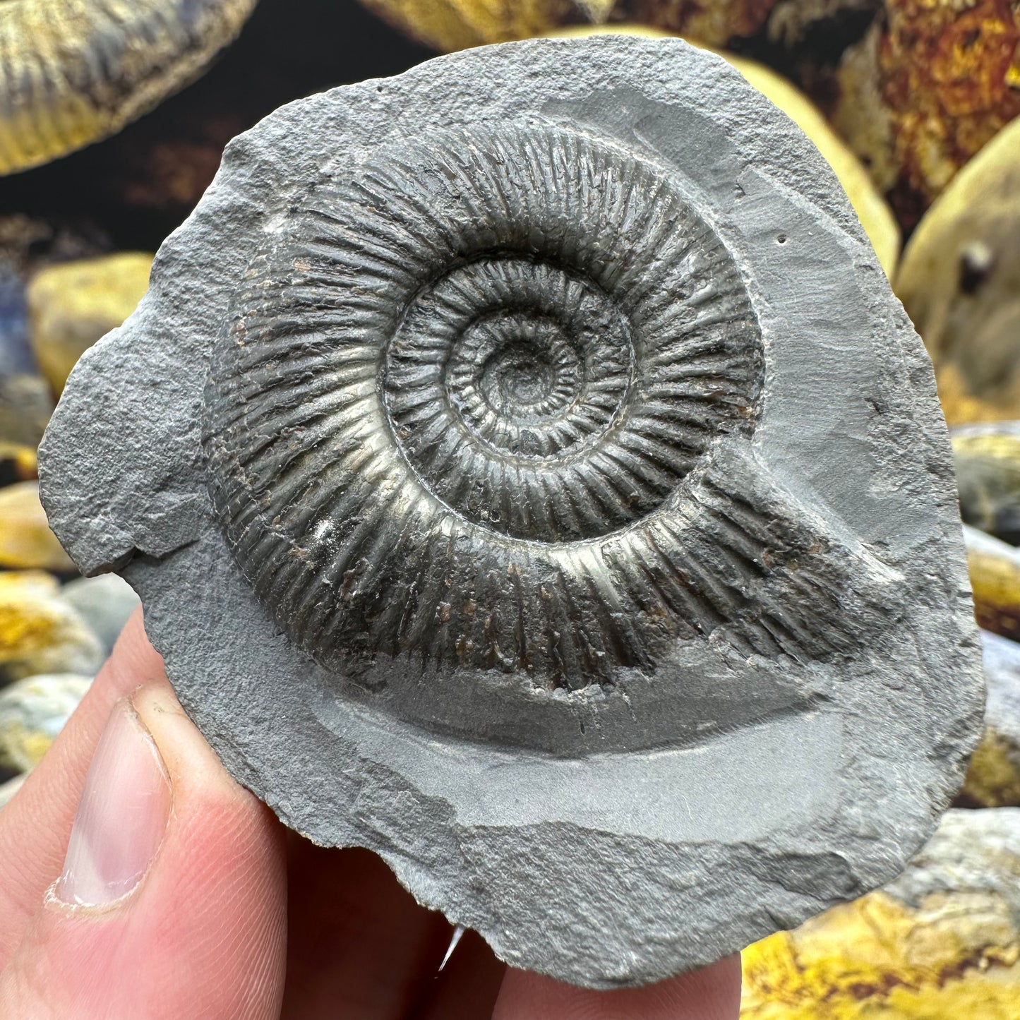 Dactylioceras semicelatum ammonite fossil - Whitby, North Yorkshire Jurassic Coast Yorkshire Fossils