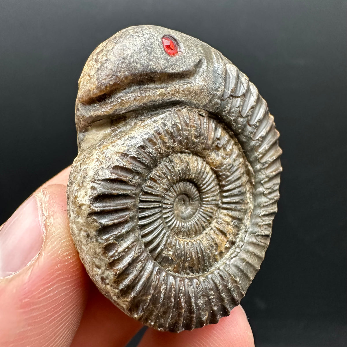 Snakestone Ammonite Fossil With Bag/Box And Stand - Whitby, North Yorkshire Jurassic Coast Yorkshire Fossils
