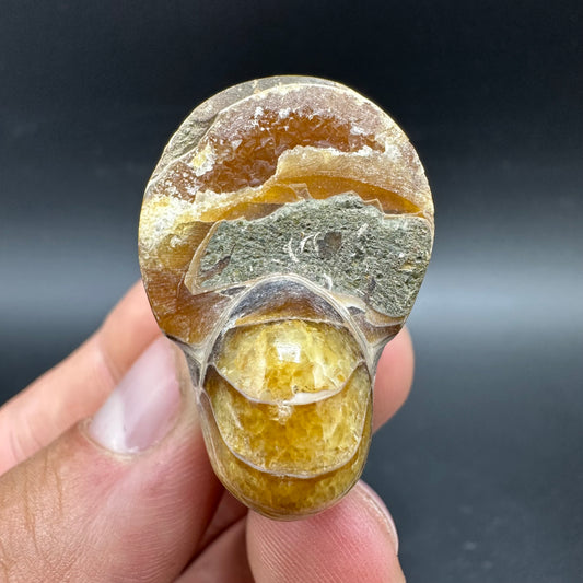 Cenoceras Nautilus Fossil With Box And Stand - Middle Cretaceous Madagascar