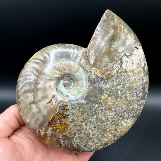 Cleoniceras Ammonite Fossil With Stand - Cretaceous Ammonite Madagascar