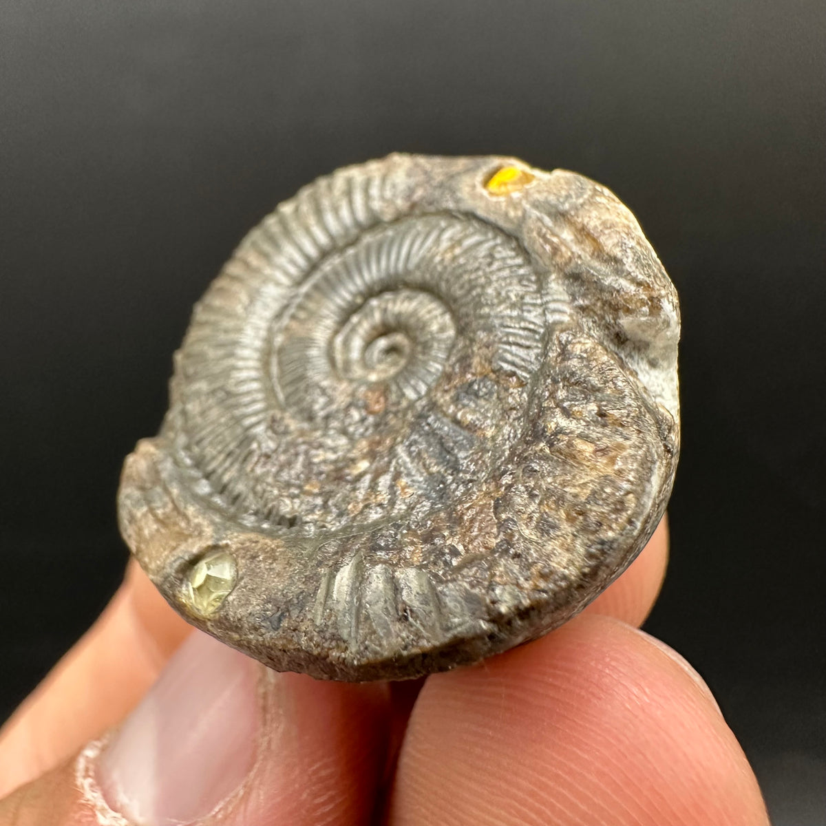 Hydra Snakestone Ammonite Fossil With Bag/Box And Stand - Whitby, North Yorkshire Jurassic Coast Yorkshire Fossils