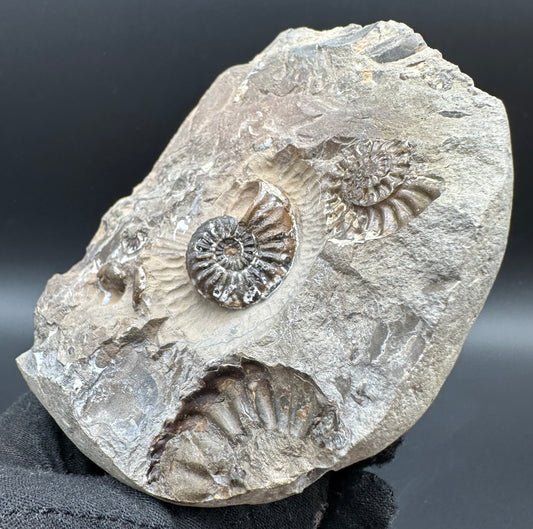 Amaltheus subnodosus Ammonite fossil with box and stand - Whitby, North Yorkshire Jurassic Coast Yorkshire Fossils