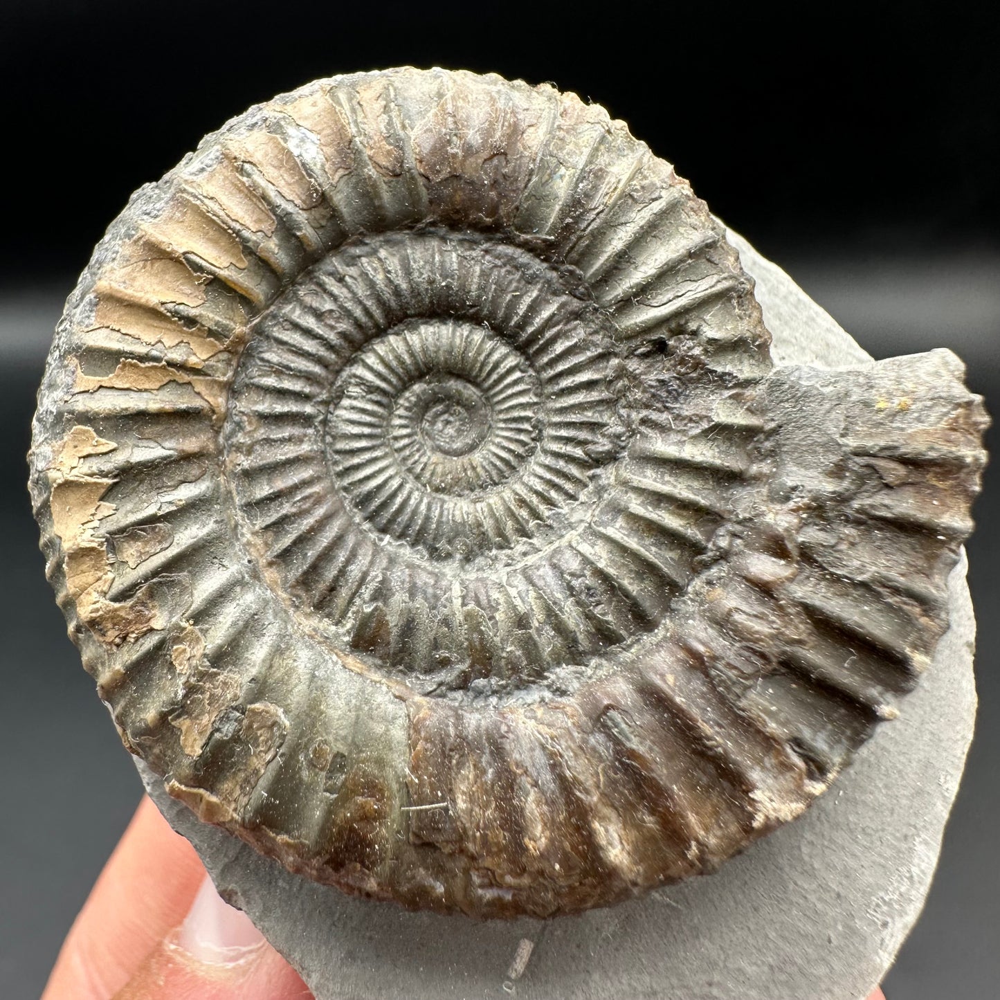 Dactylioceras Ammonite Fossil With Box And Stand - Whitby, North Yorkshire Jurassic Coast Yorkshire Fossils