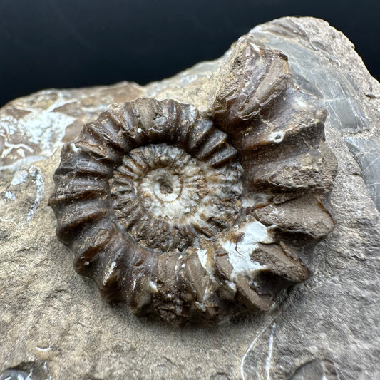 Androgynoceras capricornus Ammonite Fossil With Stand - Whitby, North Yorkshire Jurassic Coast Yorkshire Fossils