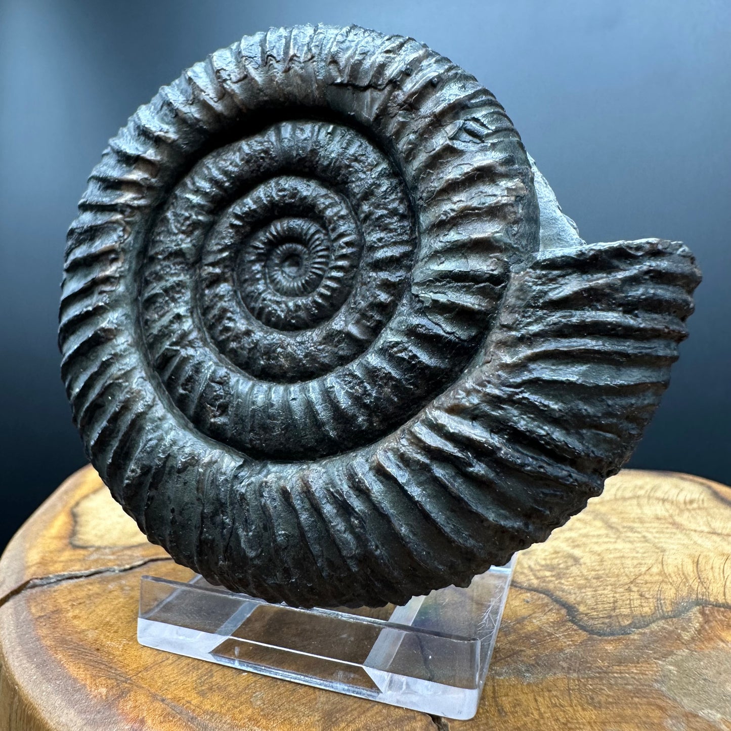 Dactylioceras Ammonite Fossil With box and Stand - Whitby, North Yorkshire Jurassic Coast Yorkshire Fossils