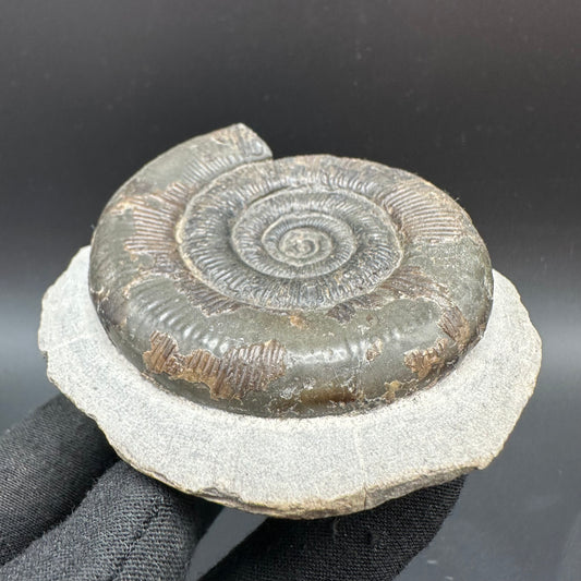 Dactylioceras tenuicostatum Ammonite fossil with box and stand - Whitby, North Yorkshire Jurassic Coast