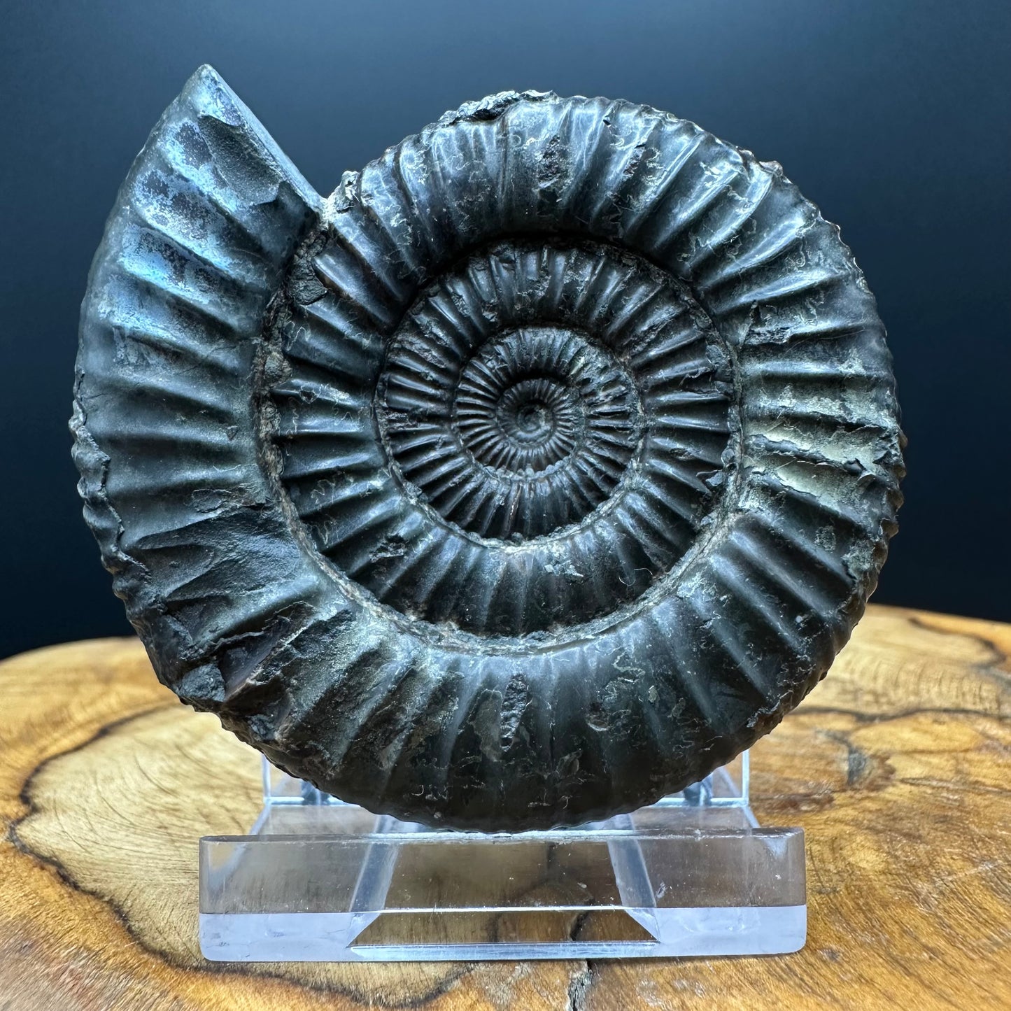Dactylioceras Ammonite Fossil With box and Stand - Whitby, North Yorkshire Jurassic Coast Yorkshire Fossils
