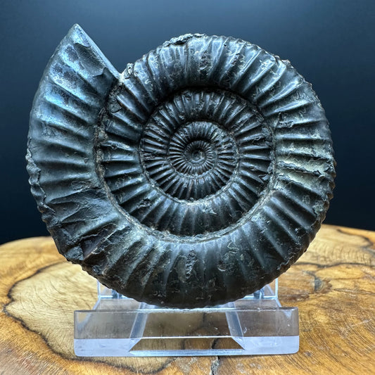 Dactylioceras Ammonite Fossil With box and Stand - Whitby, North Yorkshire Jurassic Coast Yorkshire Fossils
