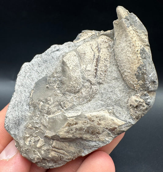 Lobster fossil with box and stand - Whitby, North Yorkshire Jurassic Coast, Yorkshire fossils