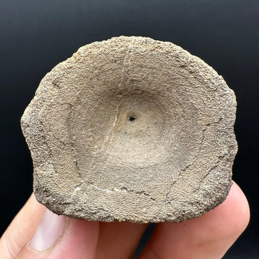 Ichthyosaur Vertebra fossil with box and stand - Whitby, North Yorkshire Jurassic Coast, Yorkshire fossils found on the Jurassic Coast