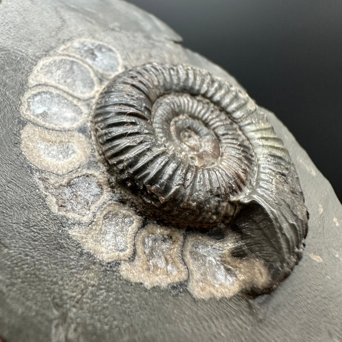 Dactylioceras Ammonite Fossil With box and Stand - Whitby, North Yorkshire Jurassic Coast Yorkshire Fossils