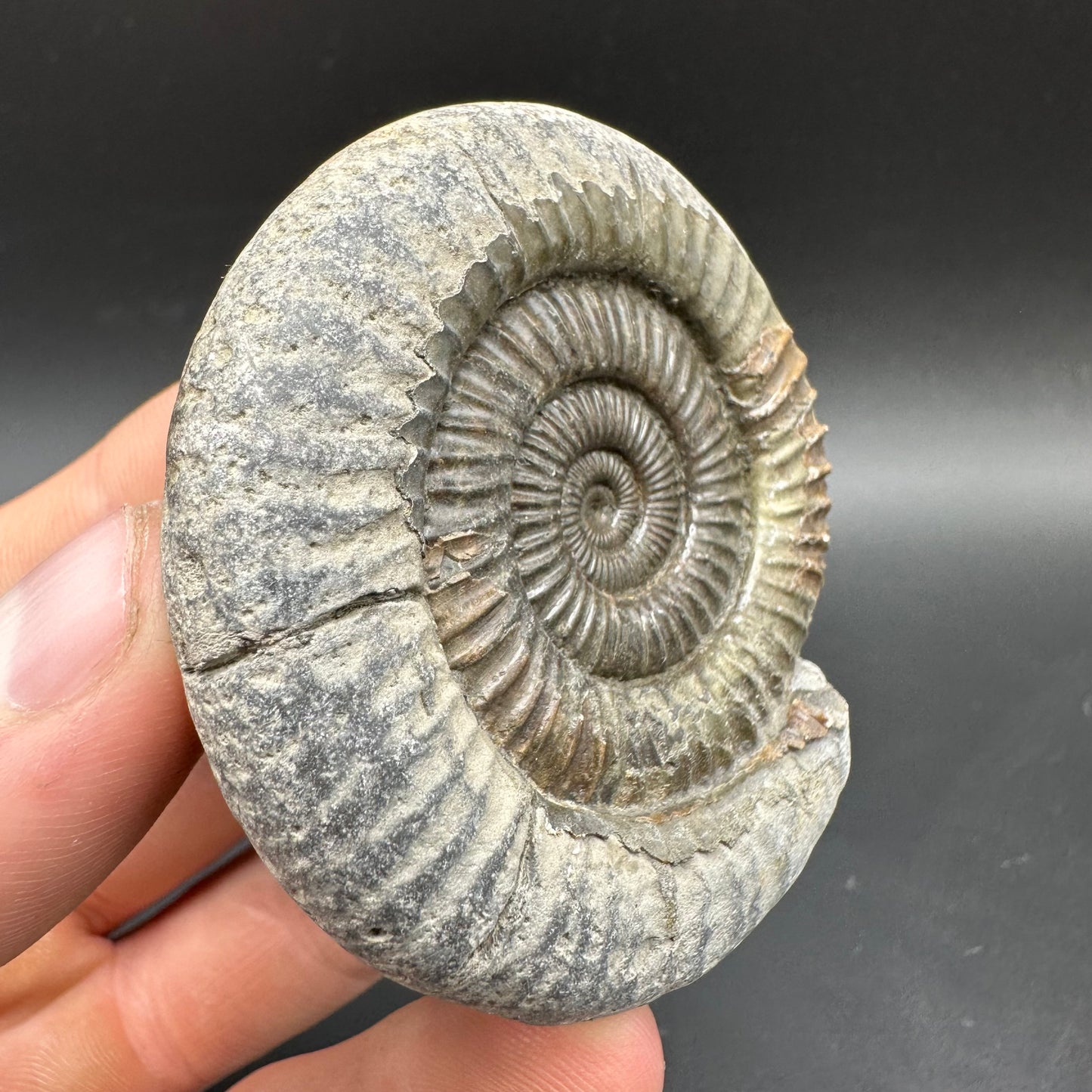 Dactylioceras Ammonite Fossil With box and Stand - Whitby, North Yorkshire Jurassic Coast Yorkshire Fossils