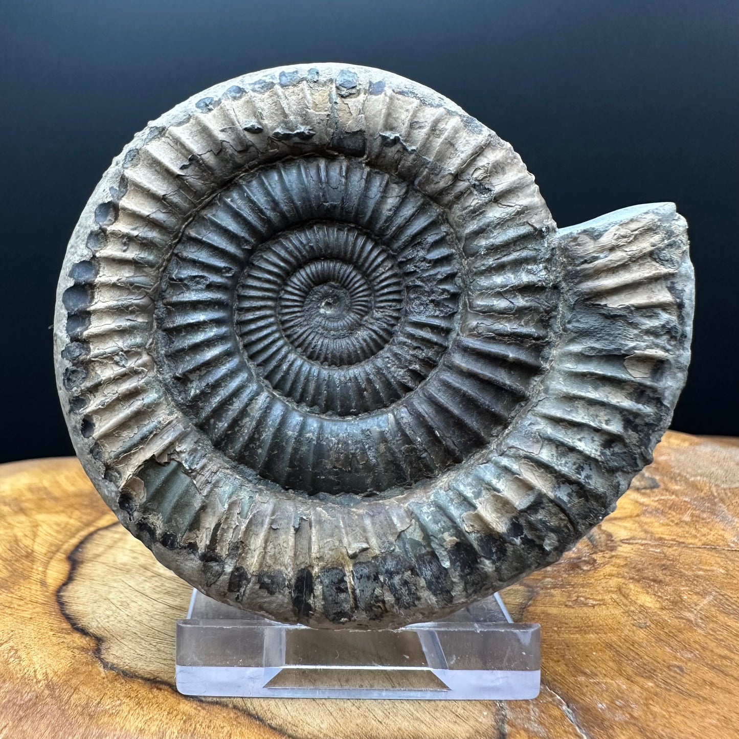 Dactylioceras Ammonite Fossil With box and Stand - Whitby, North Yorkshire Jurassic Coast Yorkshire Fossils