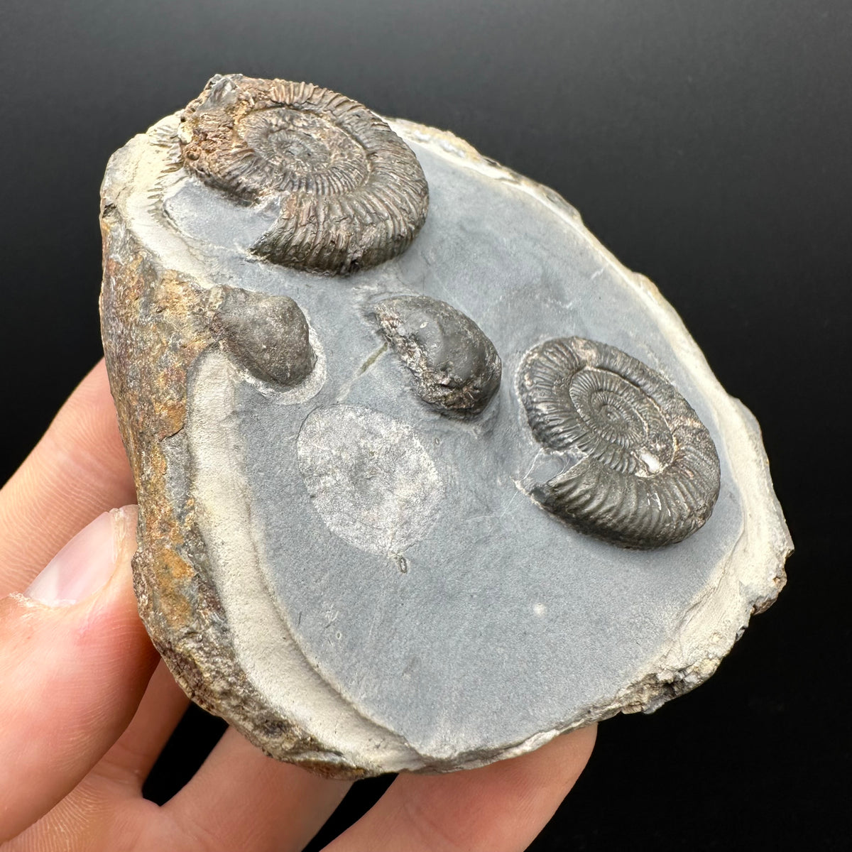 Dactylioceras Ammonite Fossil With Stand - Whitby, North Yorkshire Jurassic Coast Yorkshire Fossils