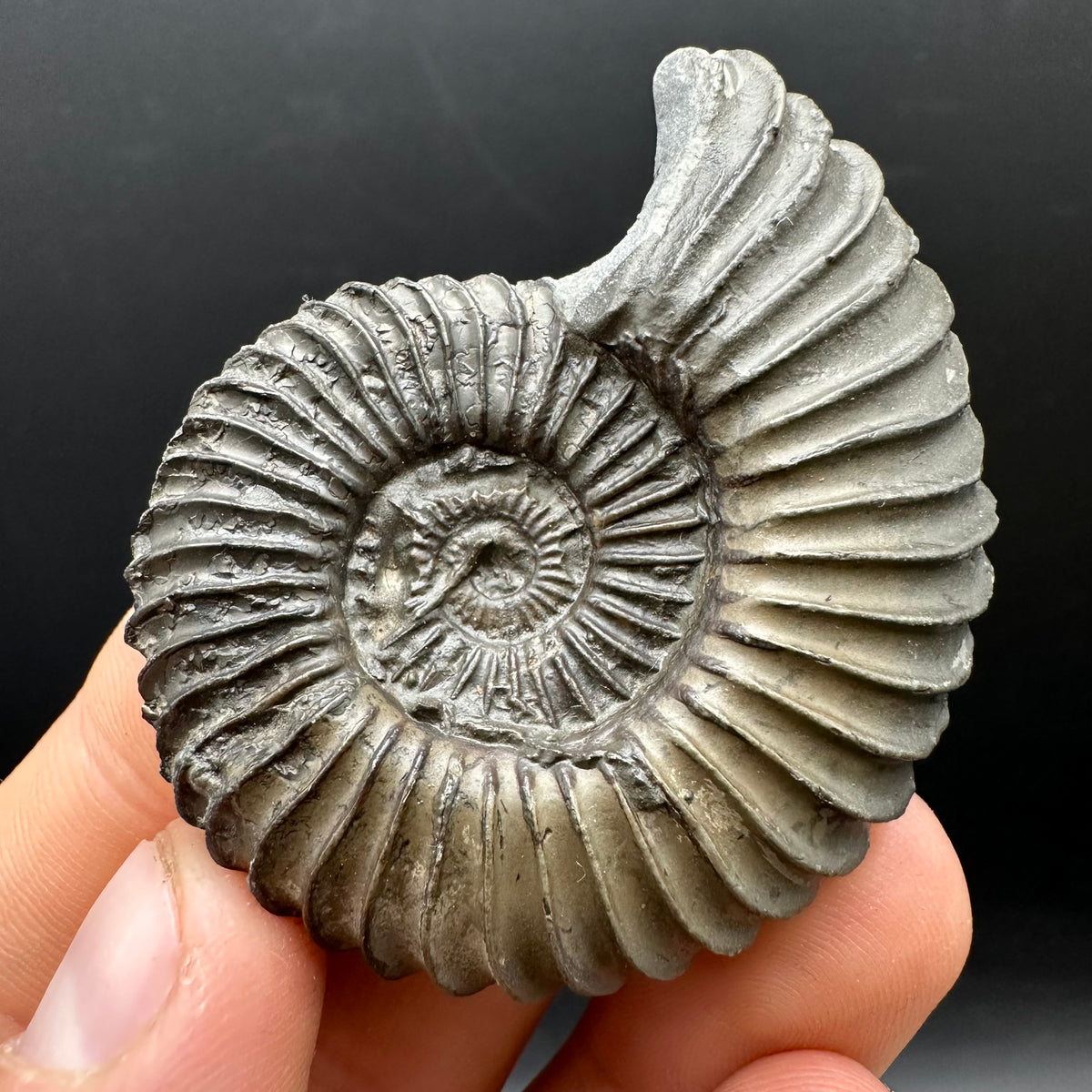 Schlothemia sp. ammonite fossil with box and stand - Whitby, North Yorkshire Jurassic Coast, Yorkshire fossils