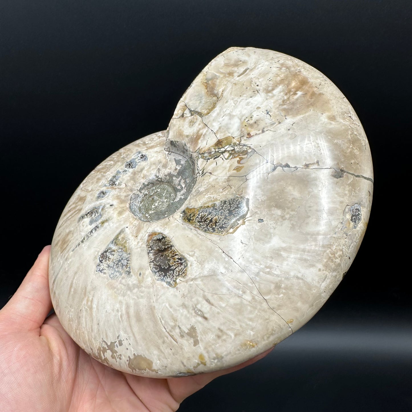 Cleoniceras Ammonite Fossil With Stand - Cretaceous Ammonite Madagascar
