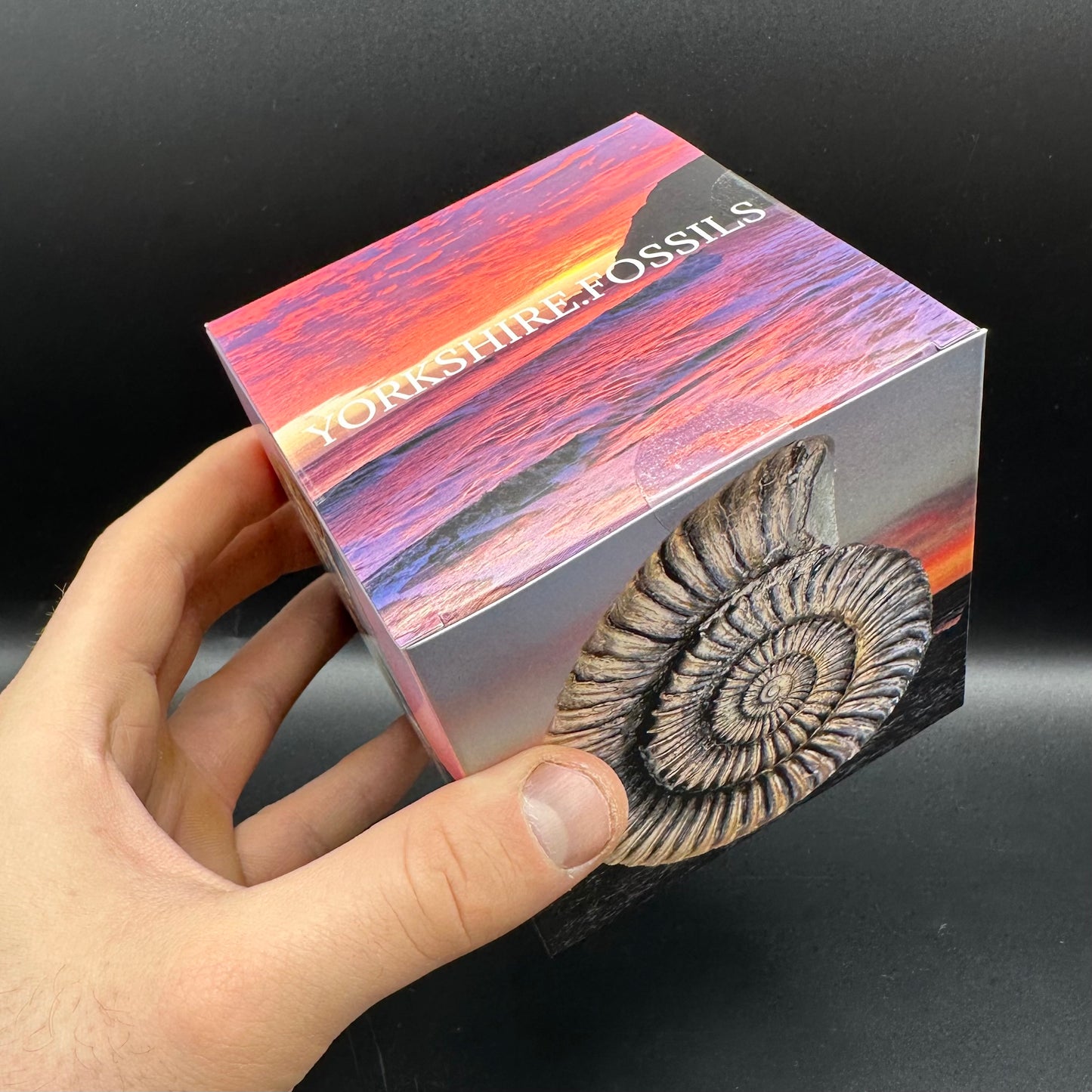 Zugodactylites ammonite fossil with box and stand - Whitby, North Yorkshire Jurassic Coast, Yorkshire fossils