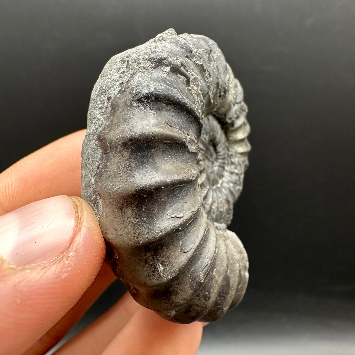 Aegasteroceras sagittarium ammonite fossil with box and stand - Whitby, North Yorkshire Jurassic Coast Yorkshire Fossils