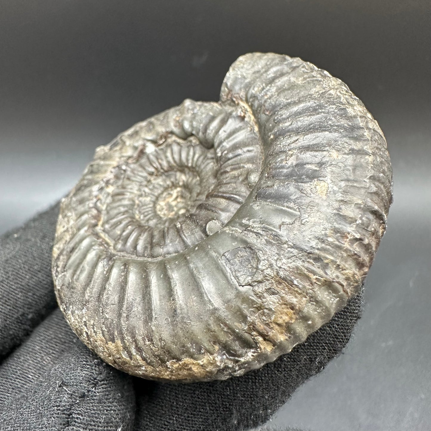 Peronoceras Sp. Ammonite fossil with box and stand - Whitby, North Yorkshire Jurassic Coast Yorkshire Fossils